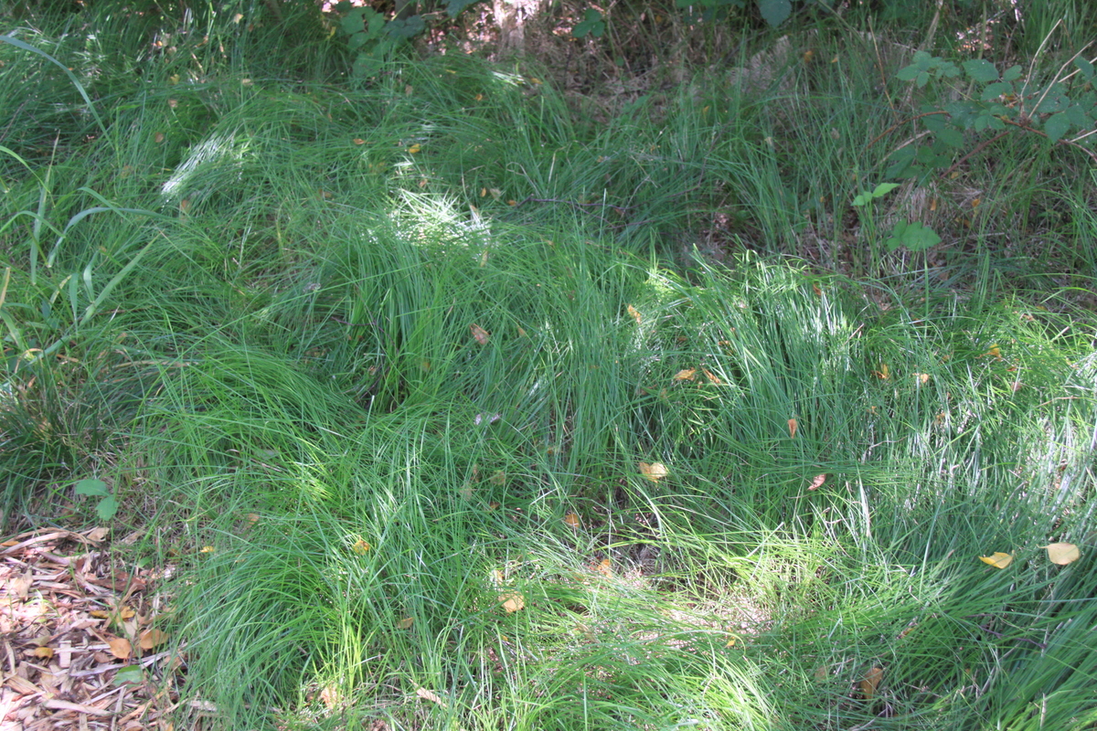 Carex brizoides (door Peter Meininger)