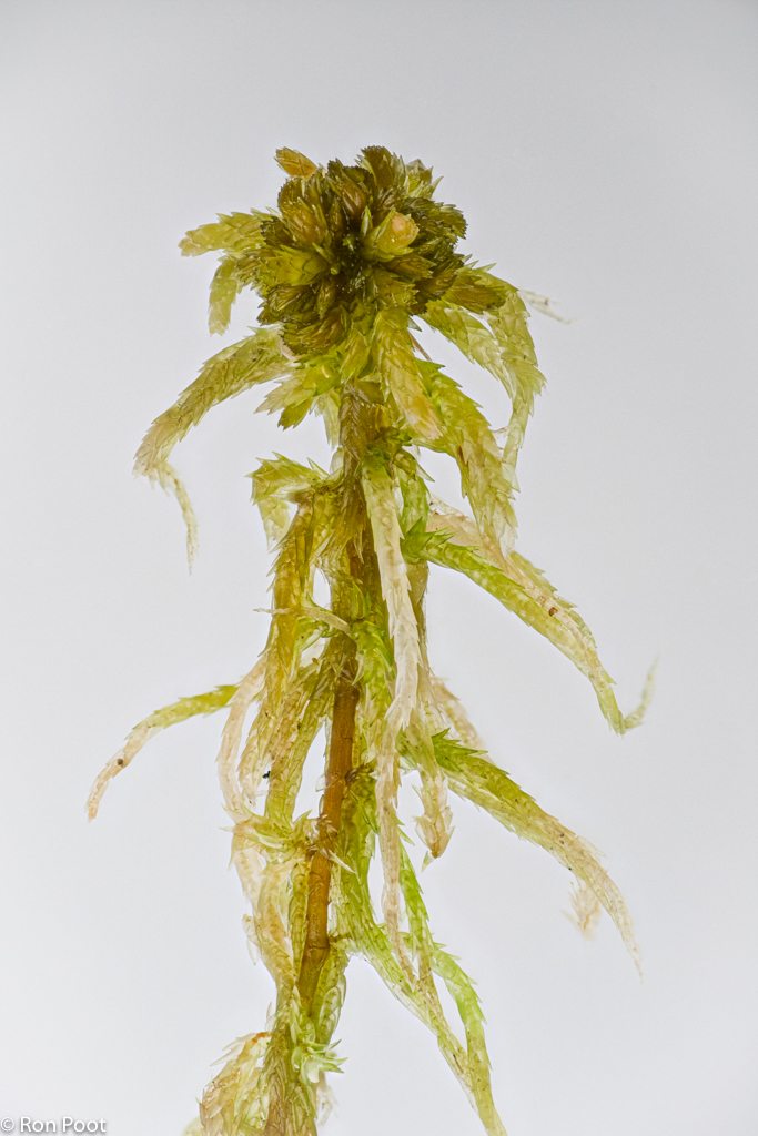 Sphagnum contortum (door Ron Poot)