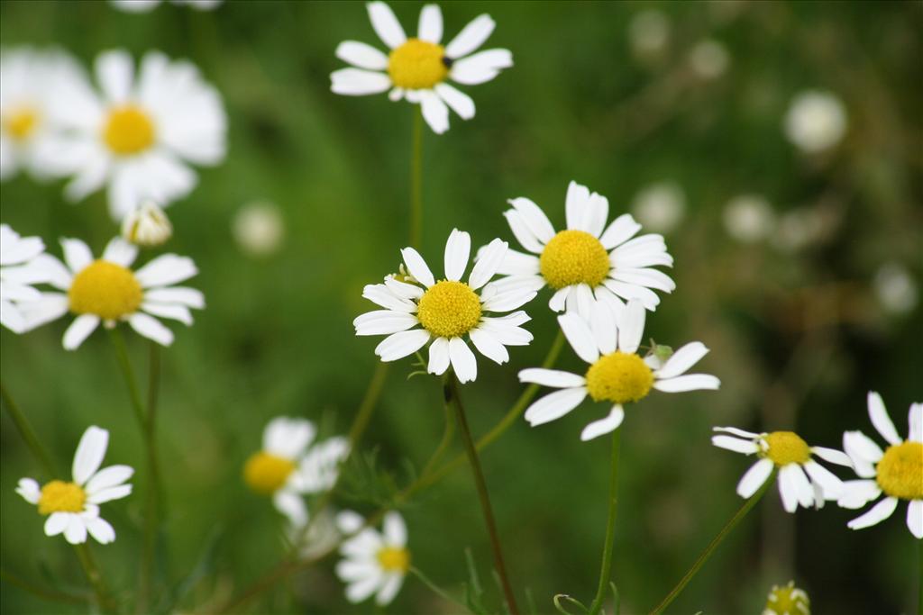 Tripleurospermum maritimum (door Pieter Stolwijk)