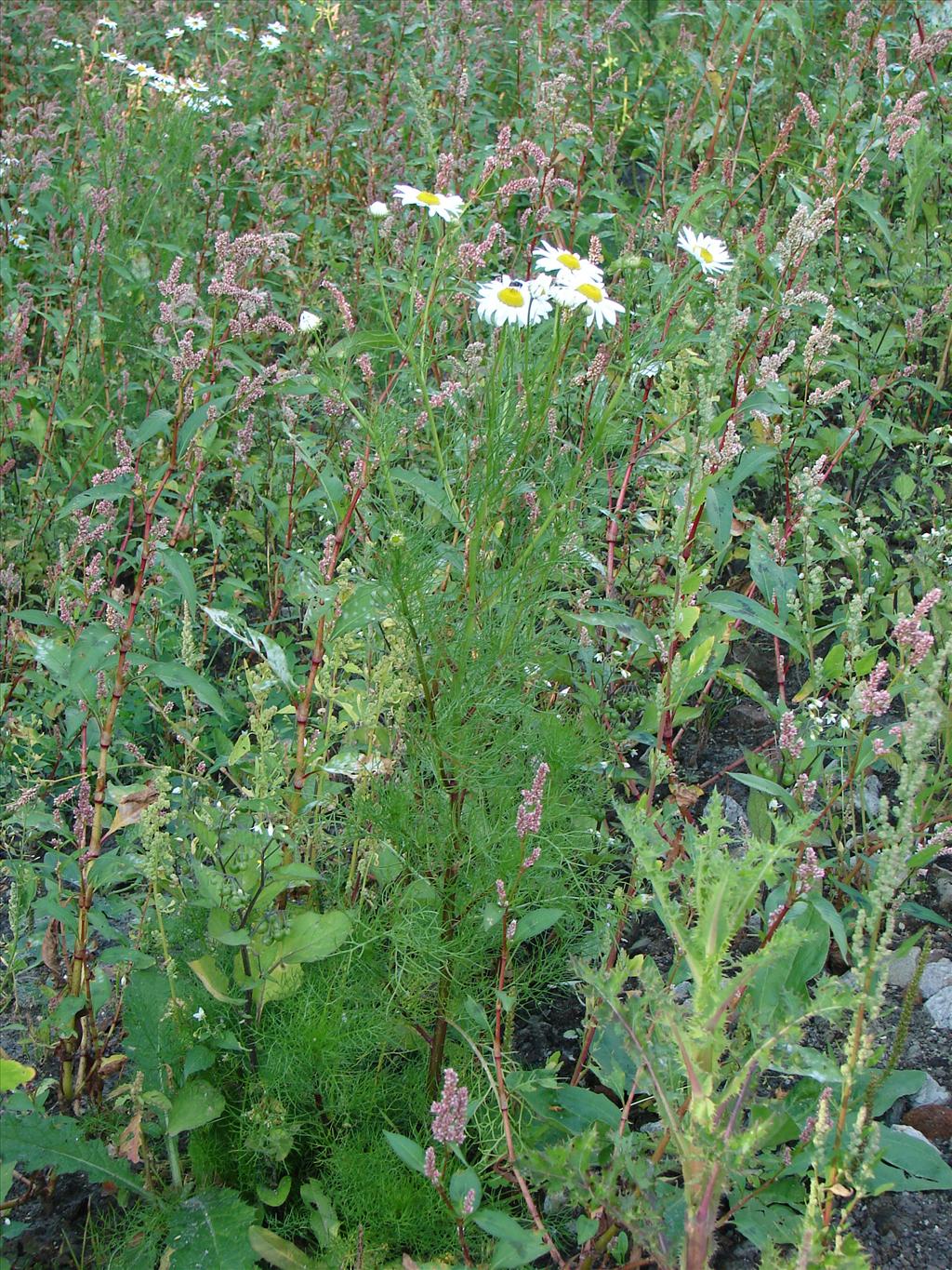 Tripleurospermum maritimum (door Adrie van Heerden)