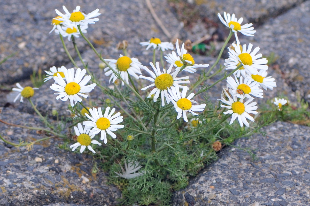 Tripleurospermum maritimum (door Hans Toetenel)