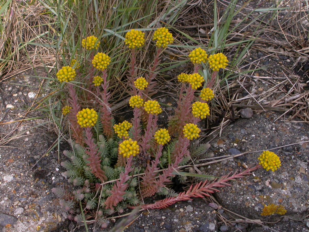 Sedum rupestre (door Peter Meininger)