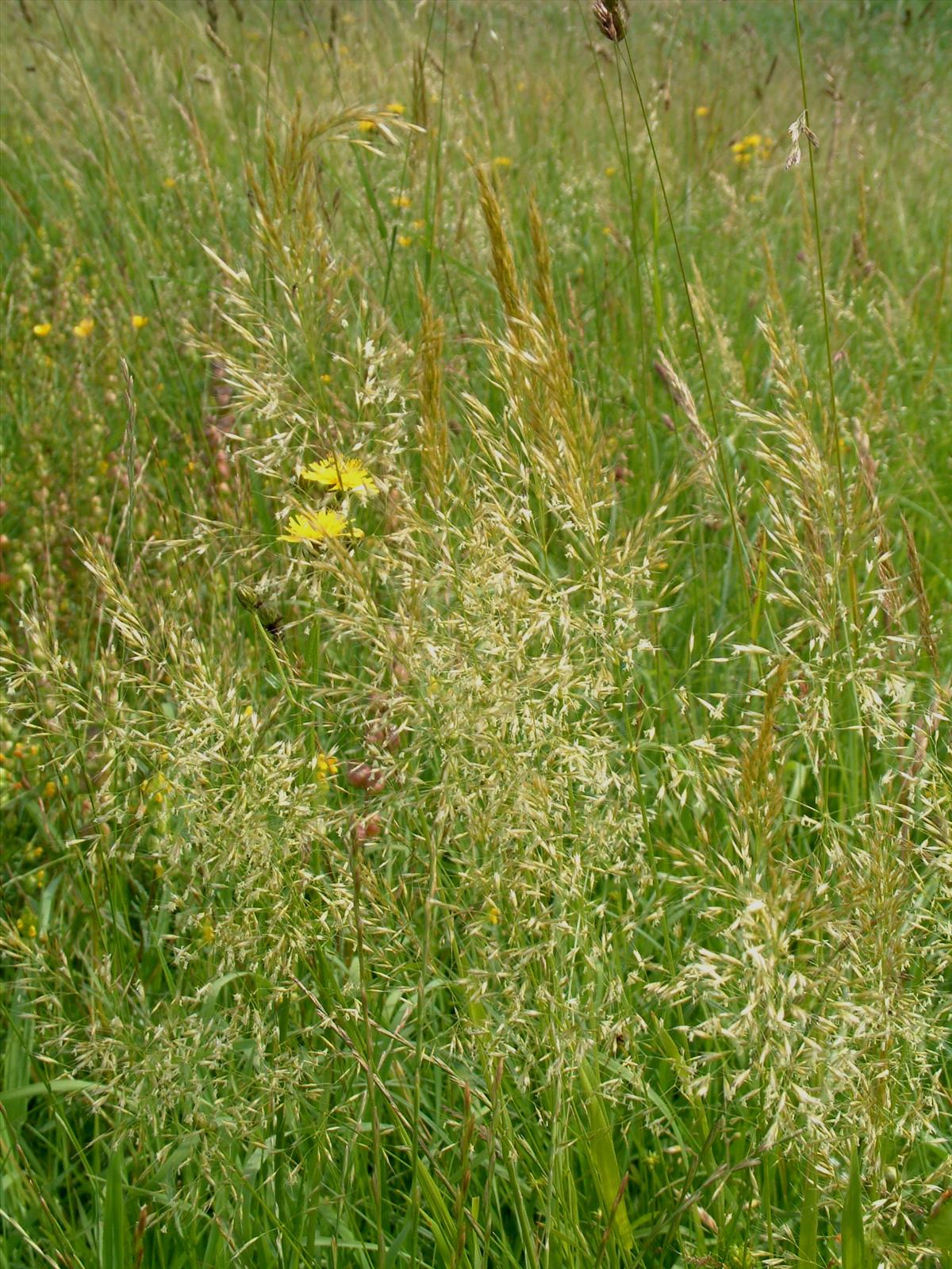 Trisetum flavescens (door Adrie van Heerden)