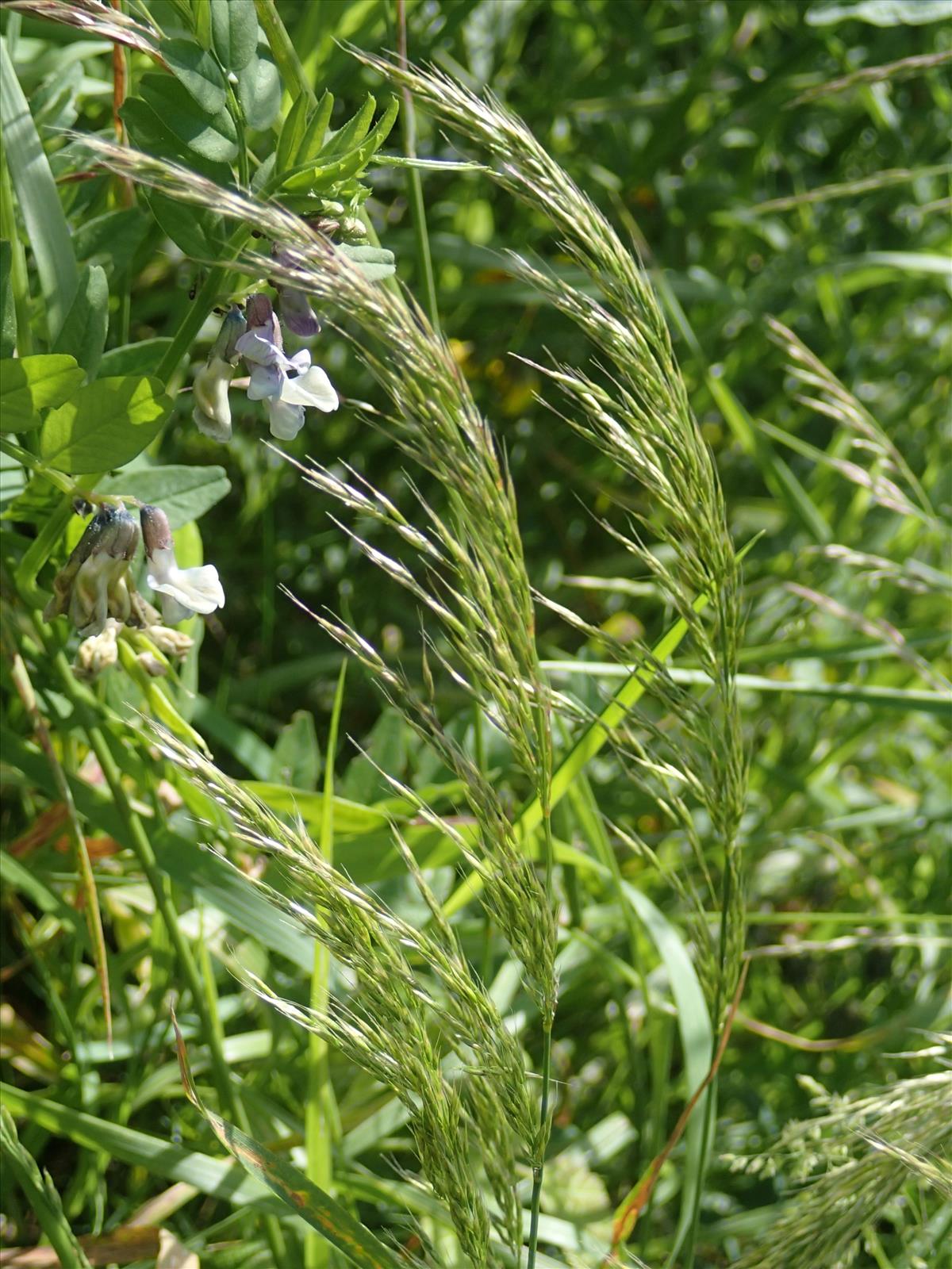 Trisetum flavescens (door Adrie van Heerden)