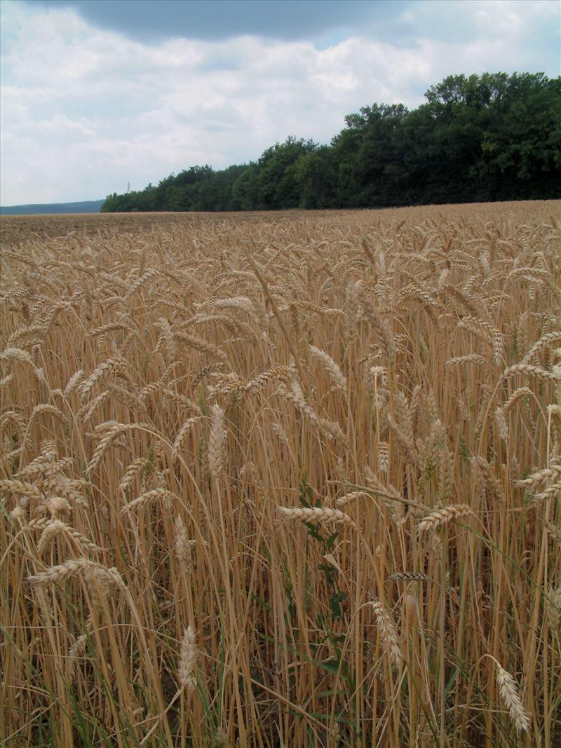 Triticum aestivum (door Adrie van Heerden)