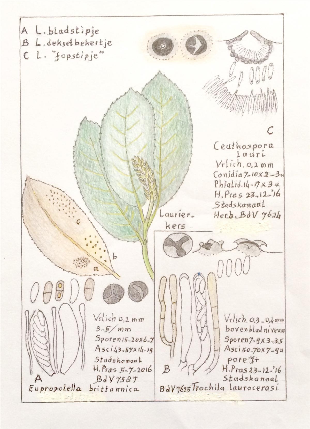 Eupropolella britannica (door Bernhard de Vries)