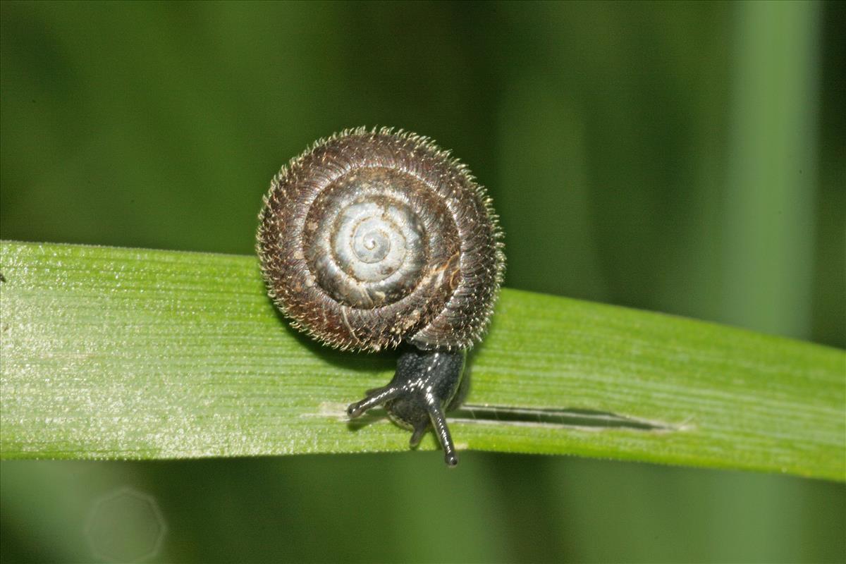 Trochulus hispidus (door Jan Kersten)