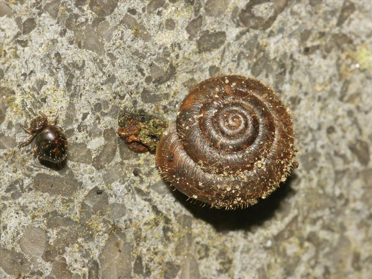 Trochulus hispidus (door Jan Kersten)