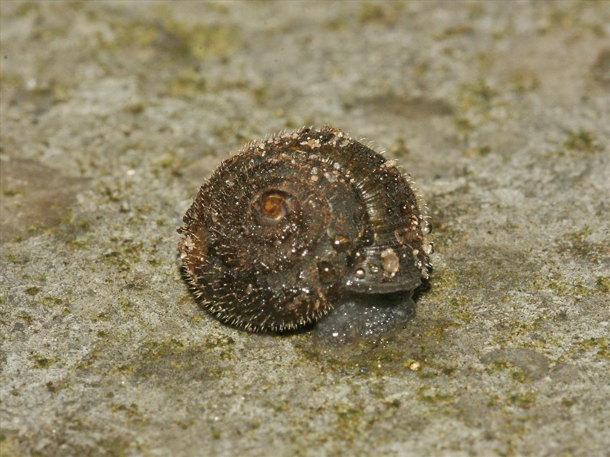 Trochulus hispidus (door Jan Kersten)