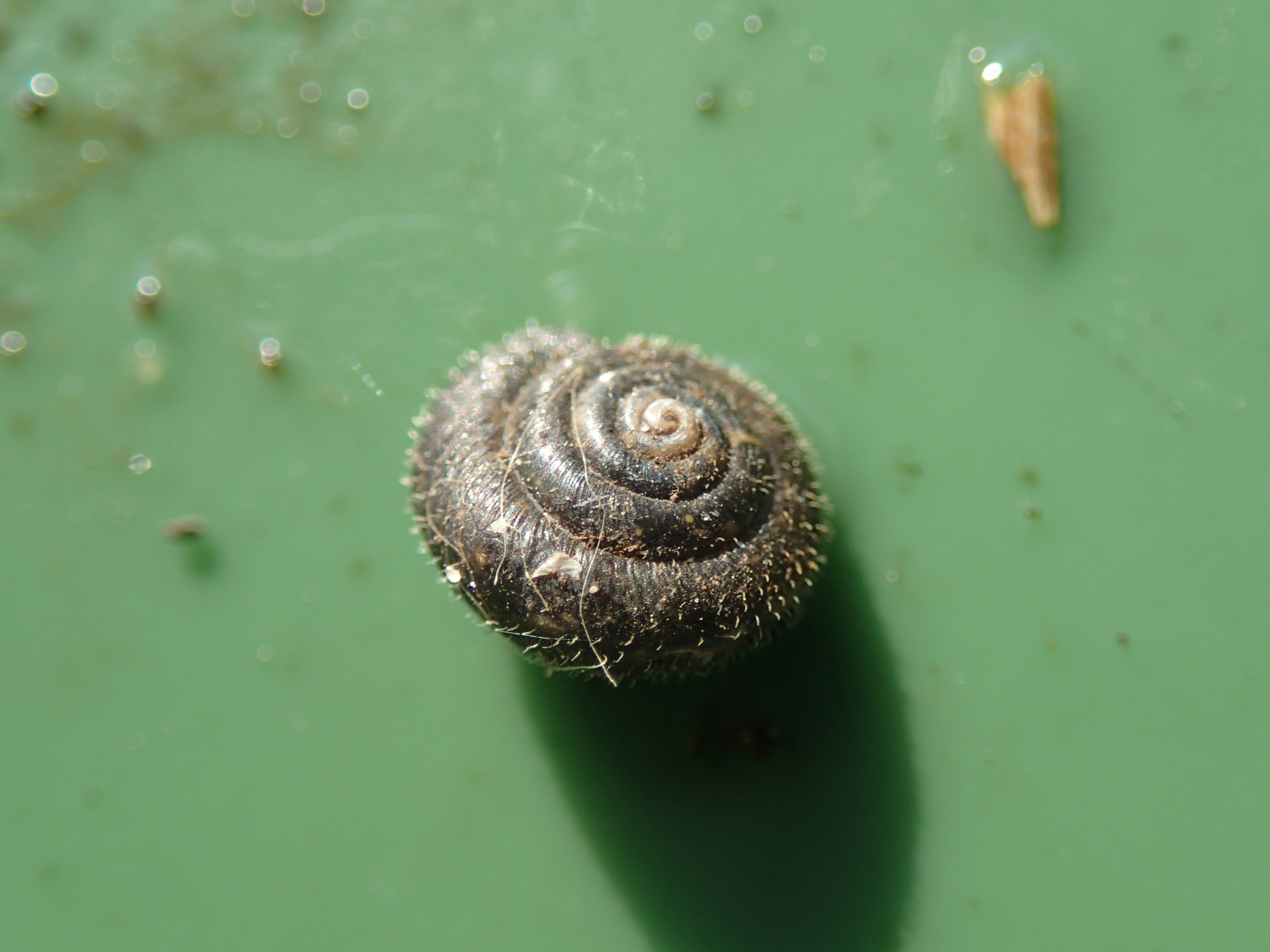 Trochulus hispidus (door Adrie van Heerden)