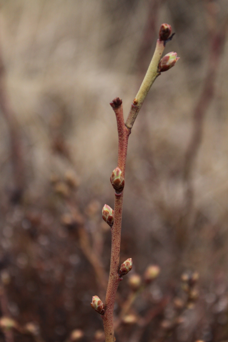 Vaccinium corymbosum (door Peter Meininger)