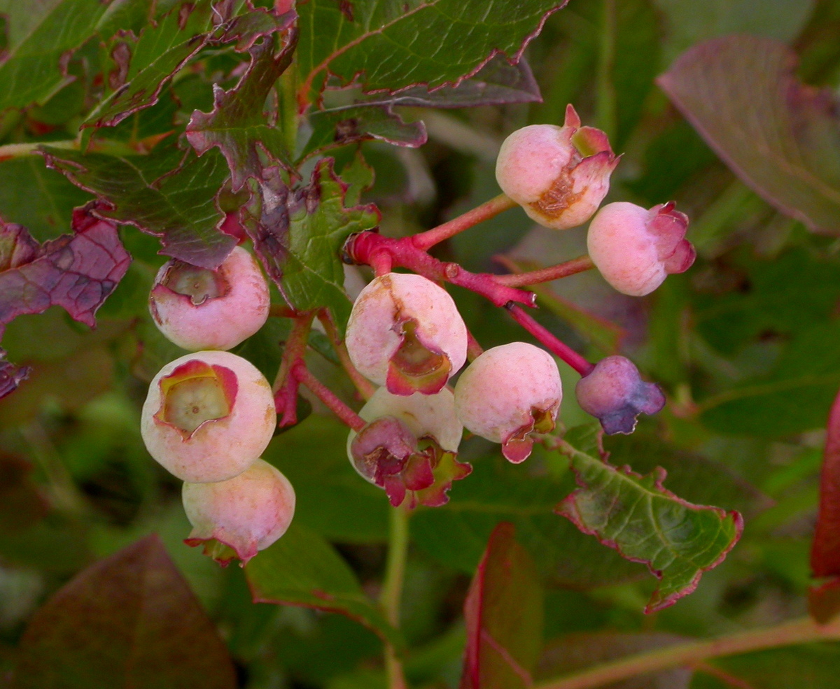 Vaccinium corymbosum (door Peter Meininger)