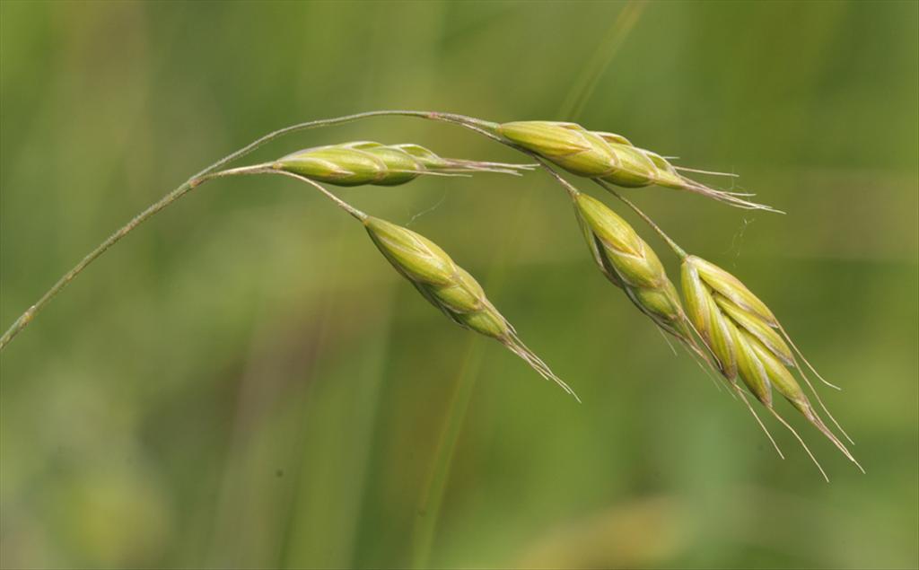 Bromus racemosus subsp. racemosus (door Theo Muusse)