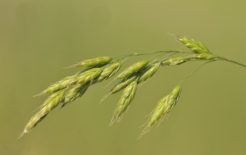 Bromus racemosus subsp. racemosus (door Theo Muusse)