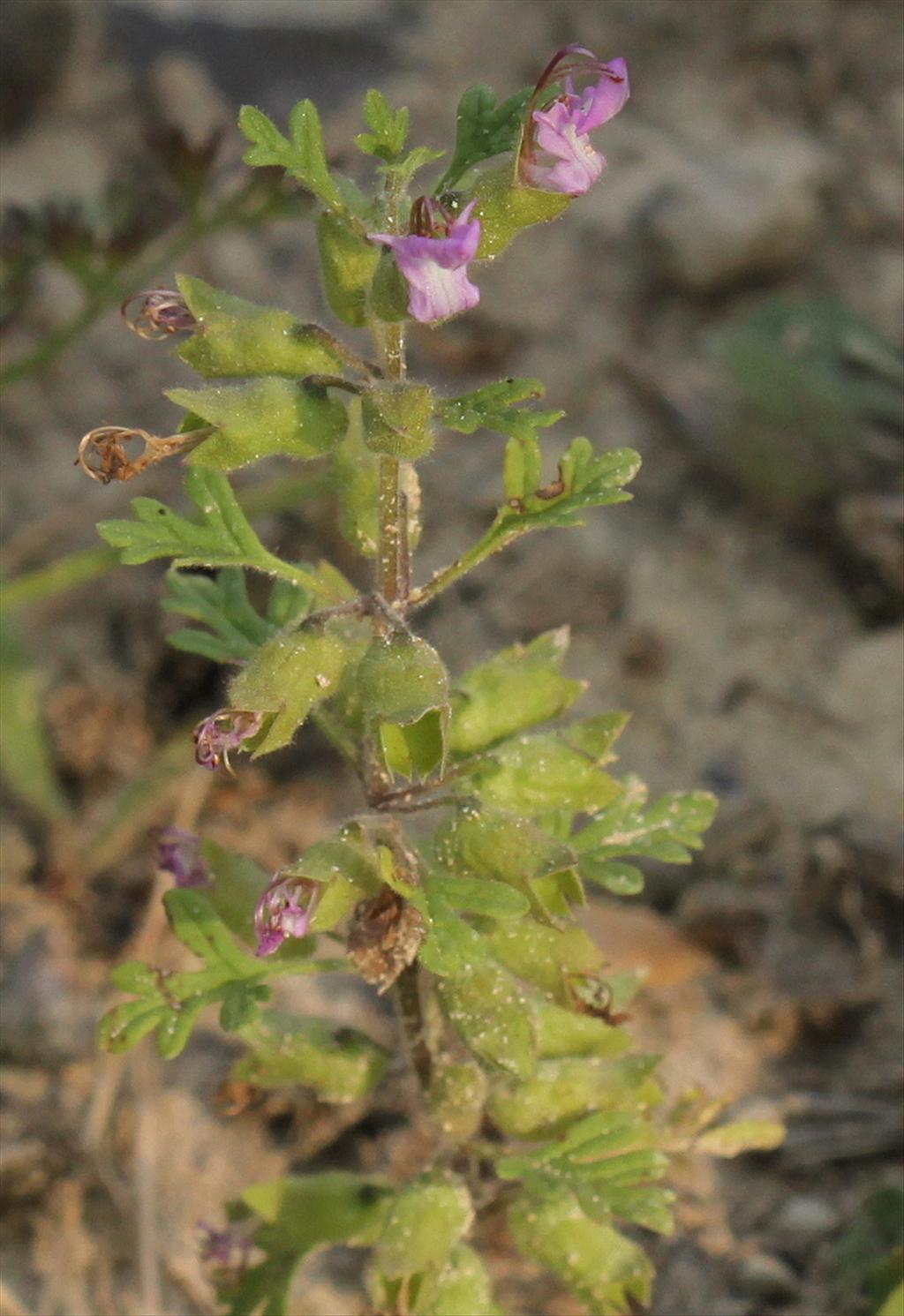 Teucrium botrys (door Peter Meininger)