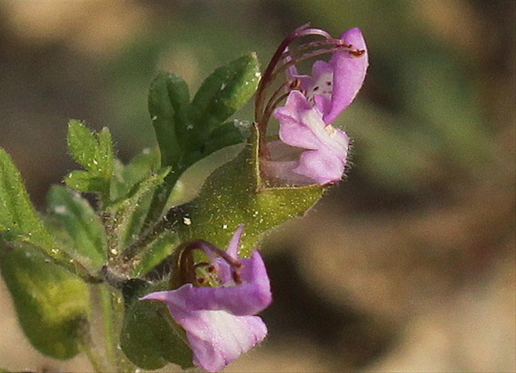 Teucrium botrys (door Peter Meininger)