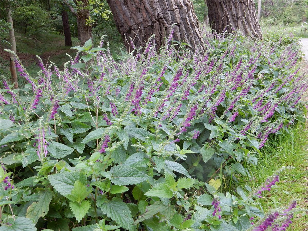 Scutellaria columnae (door Peter Meininger)