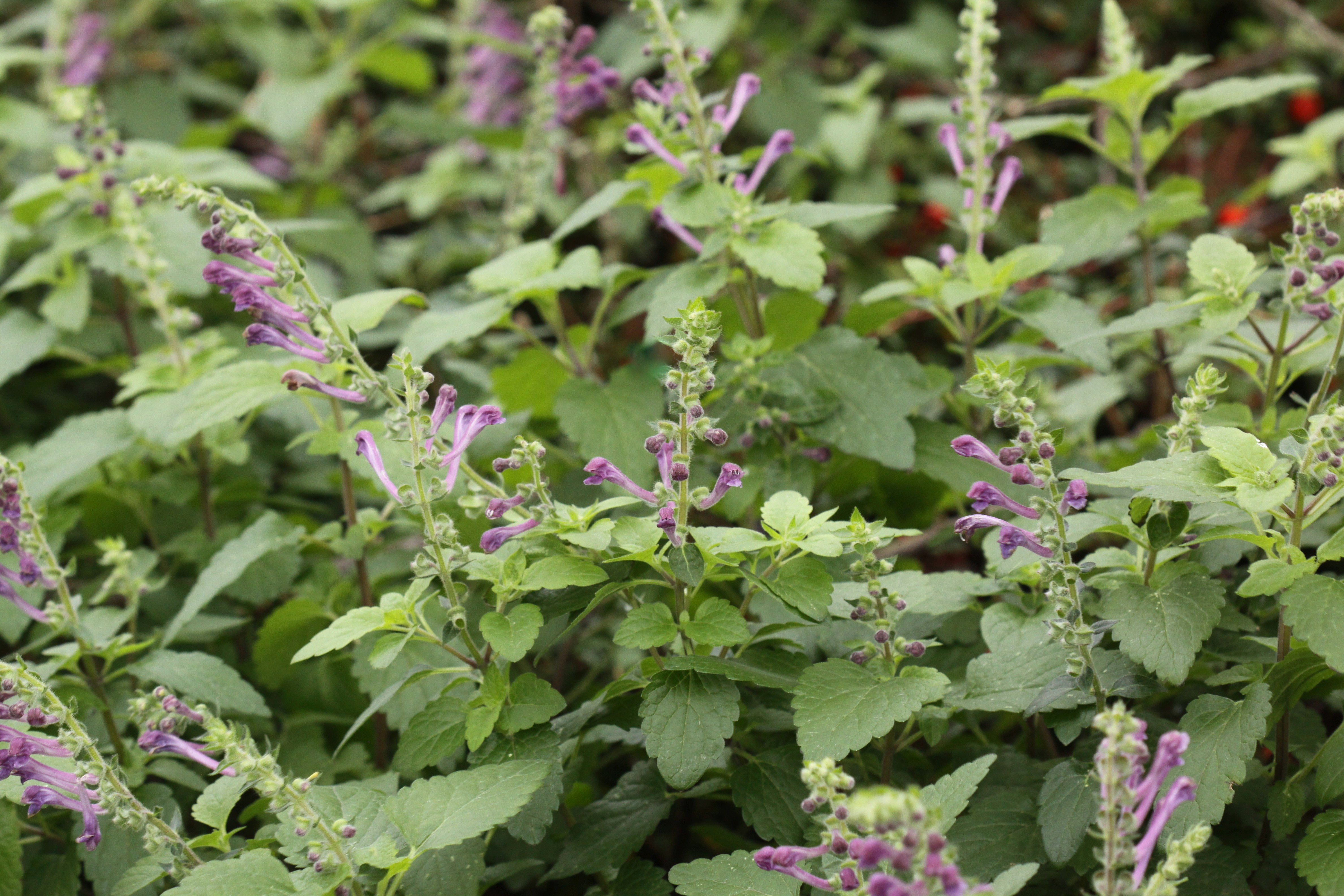 Scutellaria columnae (door Peter Meininger)