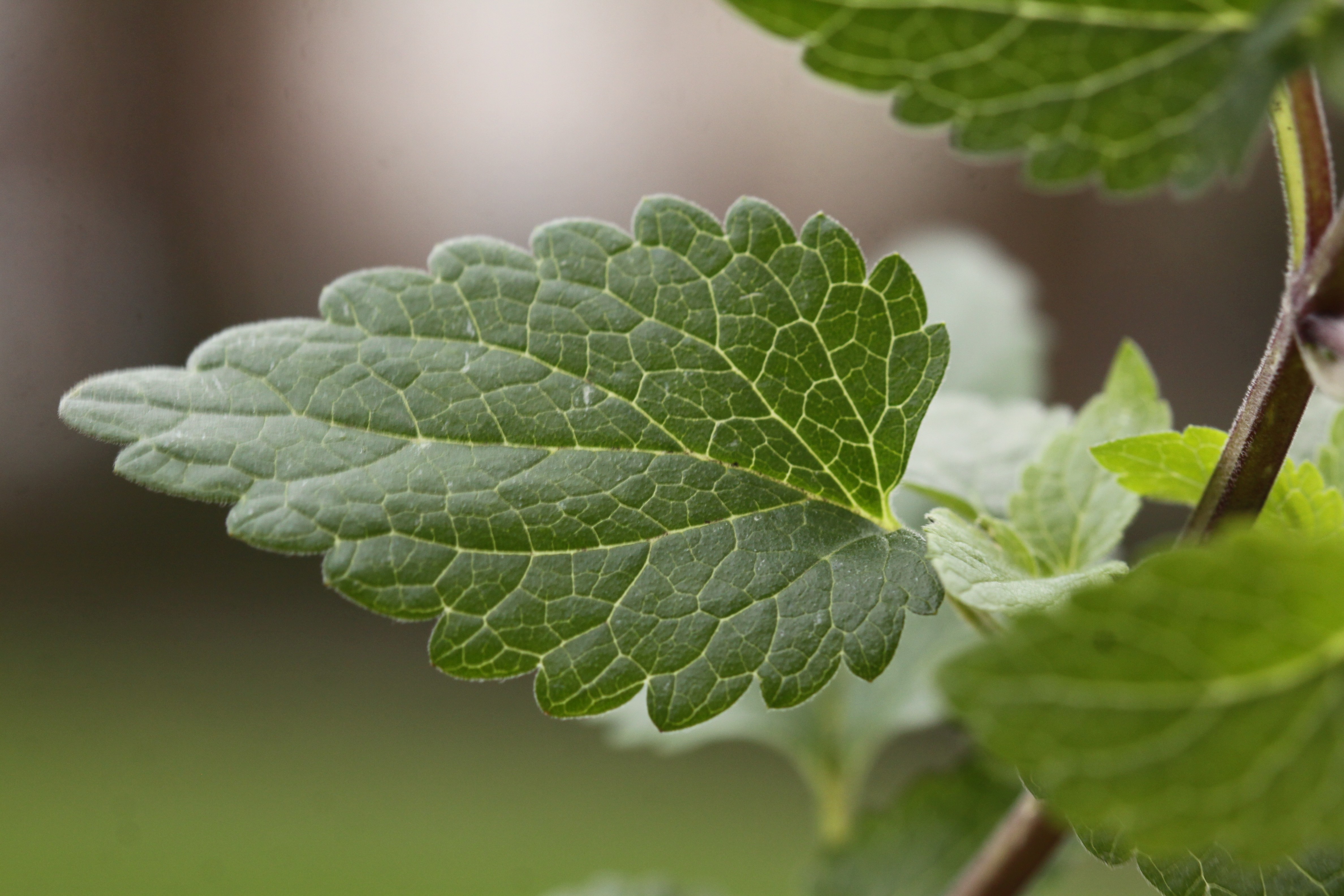 Scutellaria columnae (door Peter Meininger)