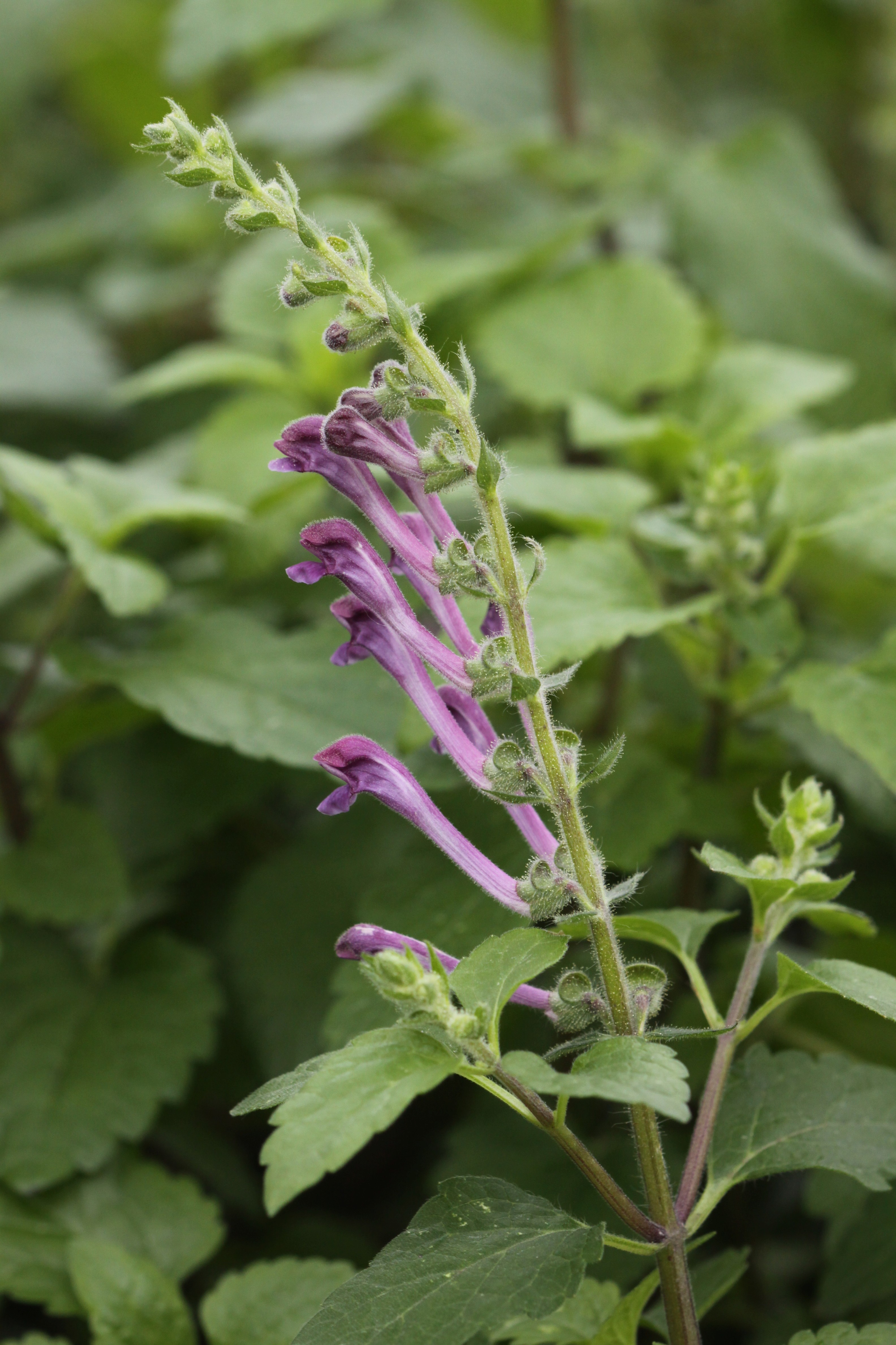 Scutellaria columnae (door Peter Meininger)