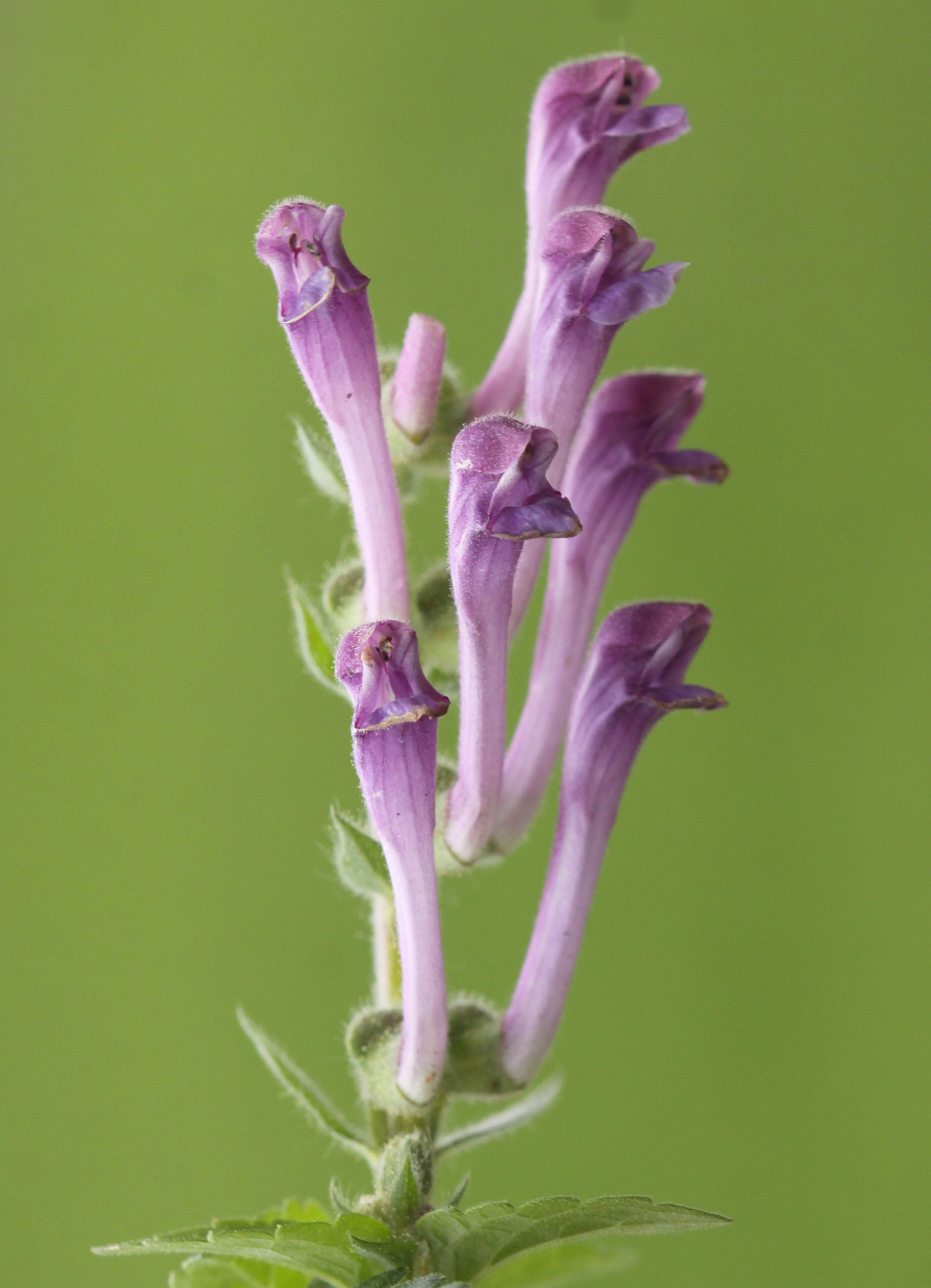 Scutellaria columnae (door Peter Meininger)
