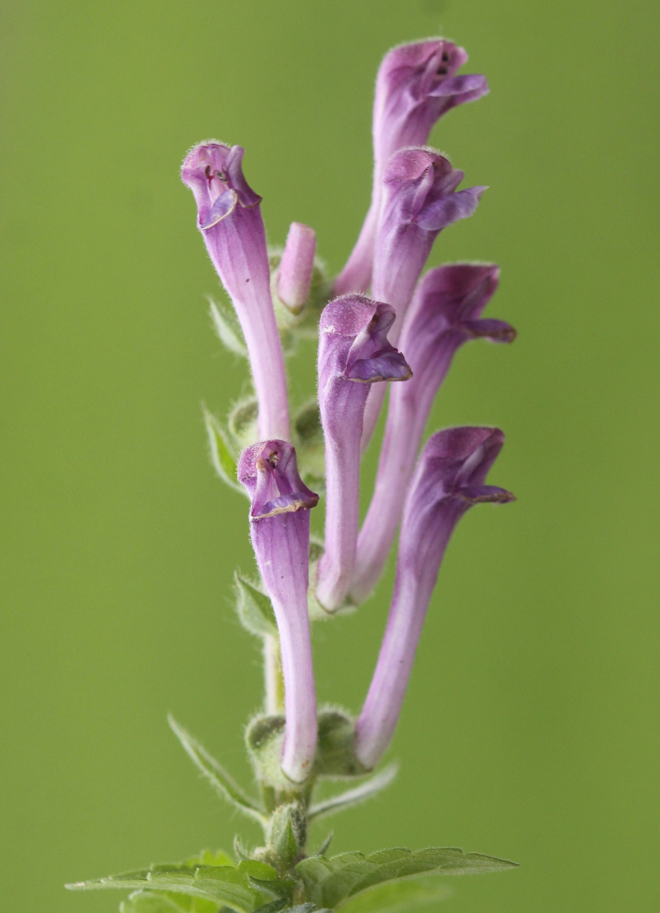 Scutellaria columnae (door Peter Meininger)