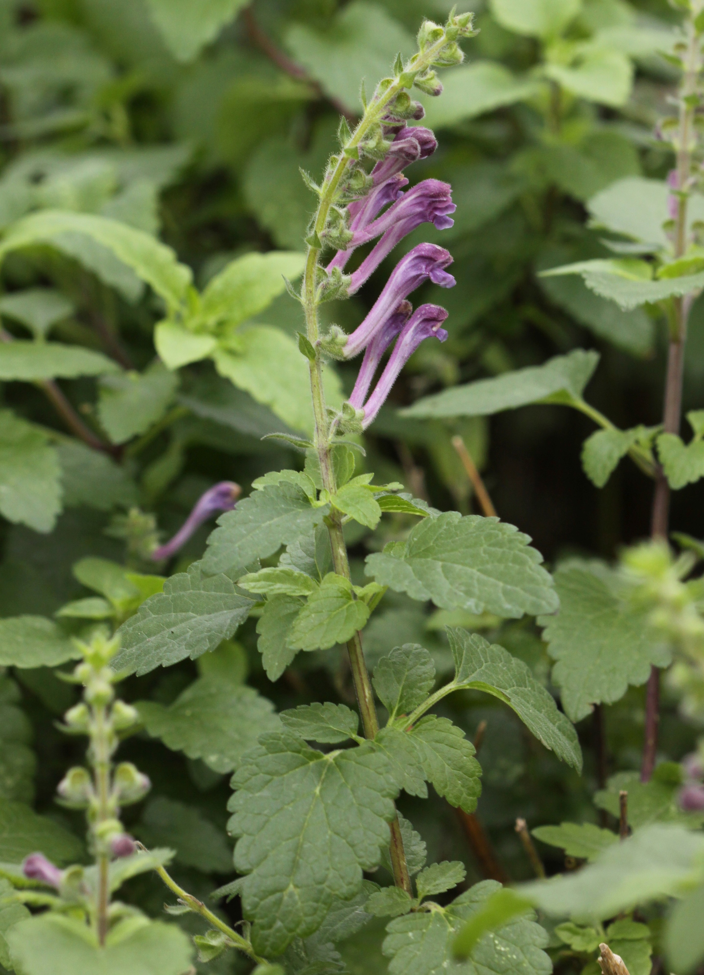 Scutellaria columnae (door Peter Meininger)