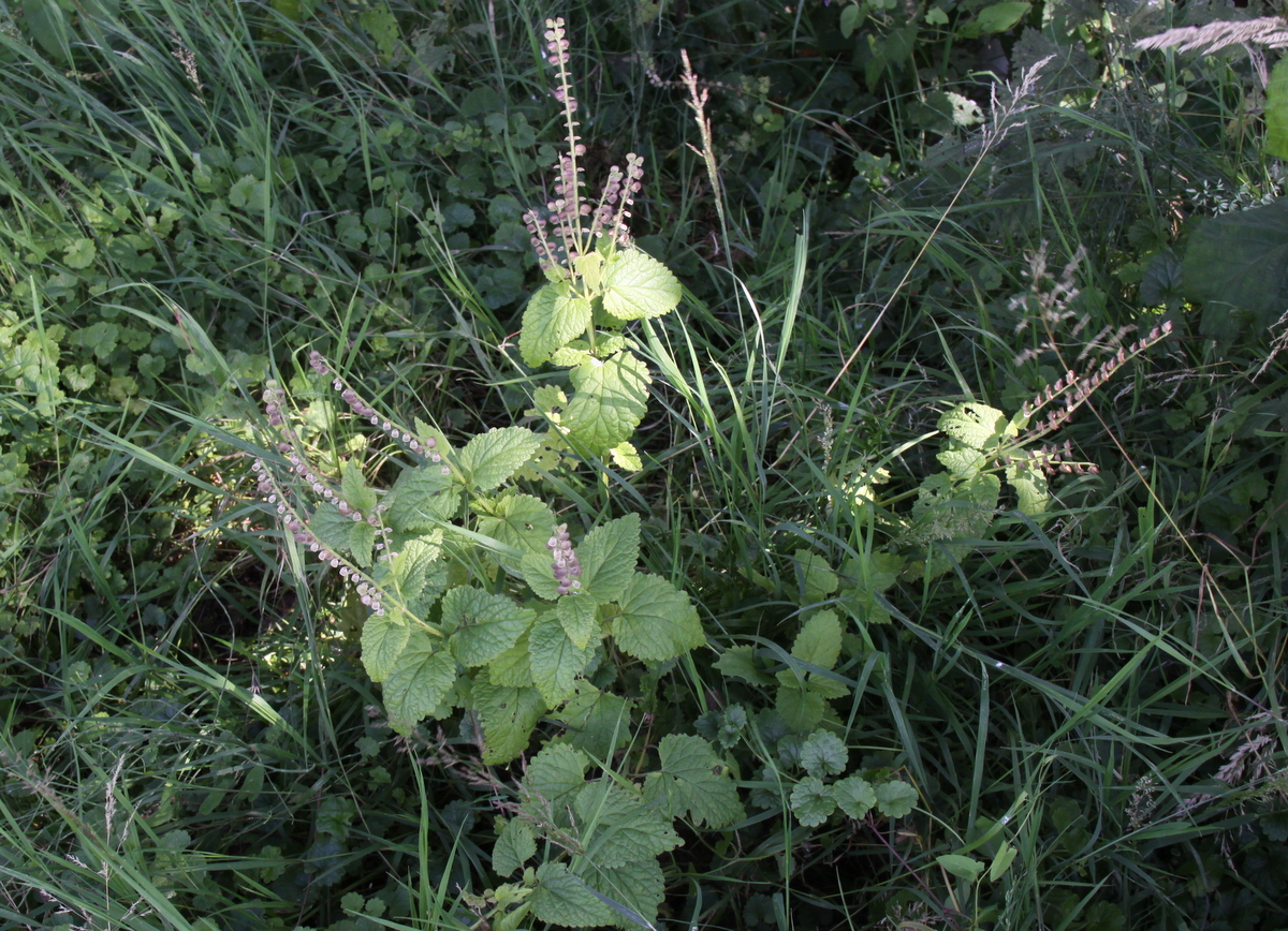 Scutellaria columnae (door Peter Meininger)