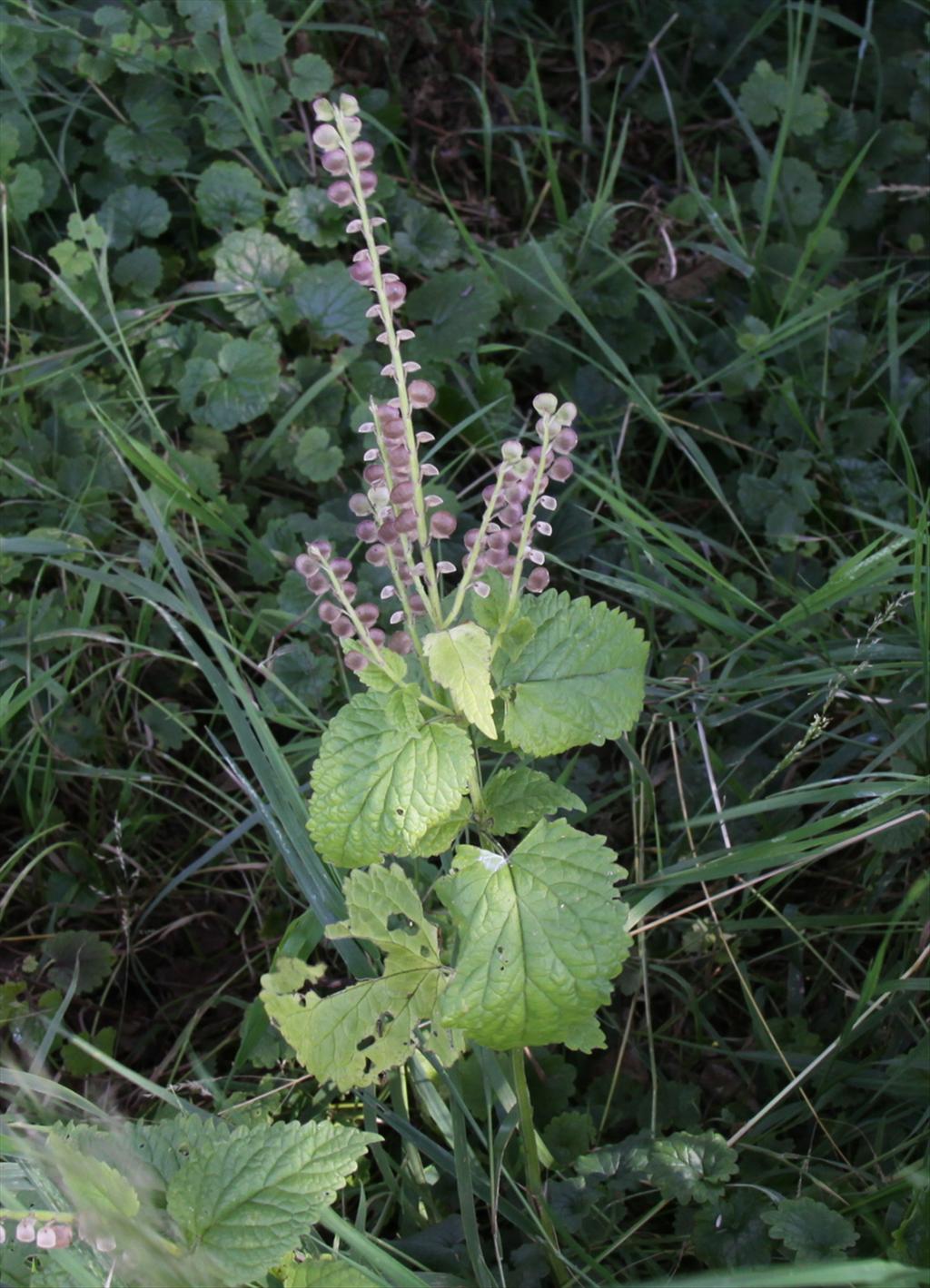 Scutellaria columnae (door Peter Meininger)