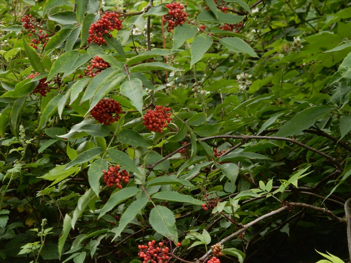 Sambucus racemosa (door Peter Meininger)