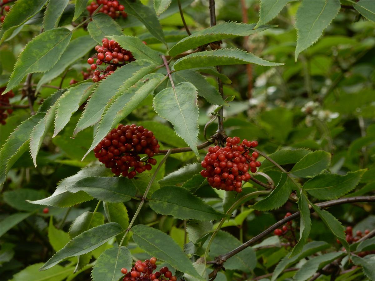 Sambucus racemosa (door Peter Meininger)