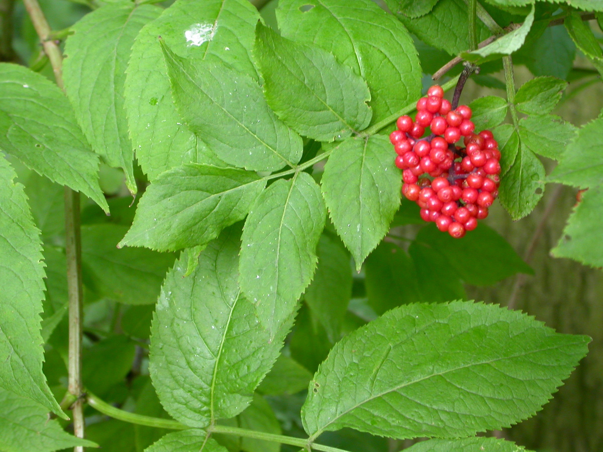 Sambucus racemosa (door Peter Meininger)