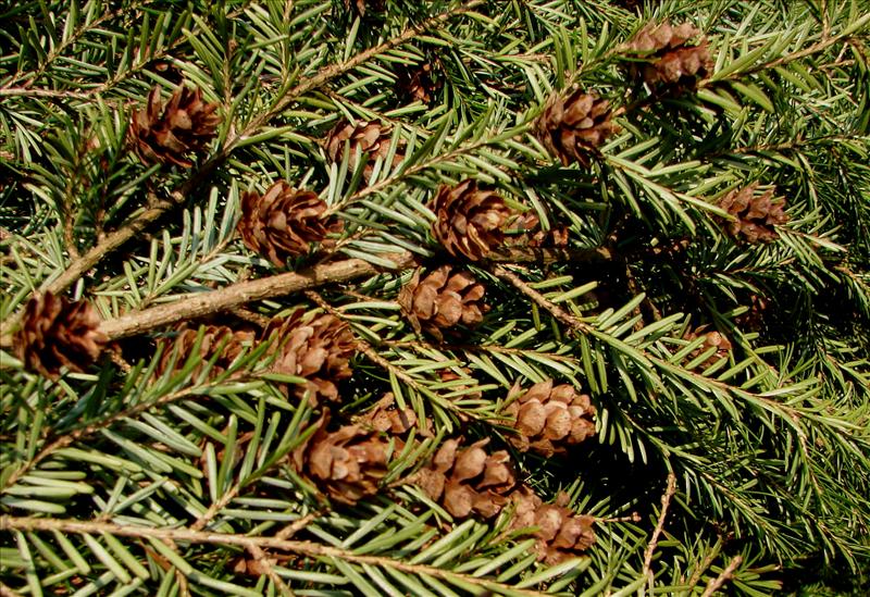 Tsuga heterophylla (door Adrie van Heerden)