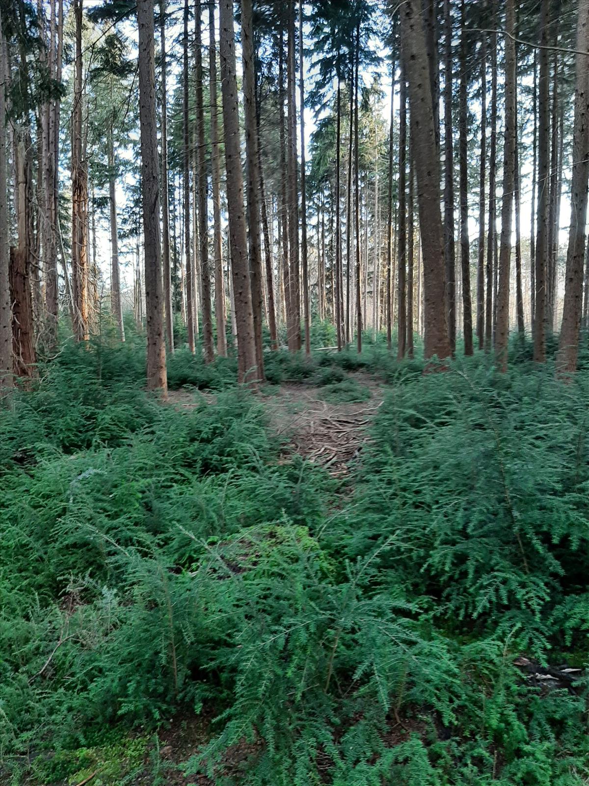 Tsuga heterophylla (door Ruud Beringen)