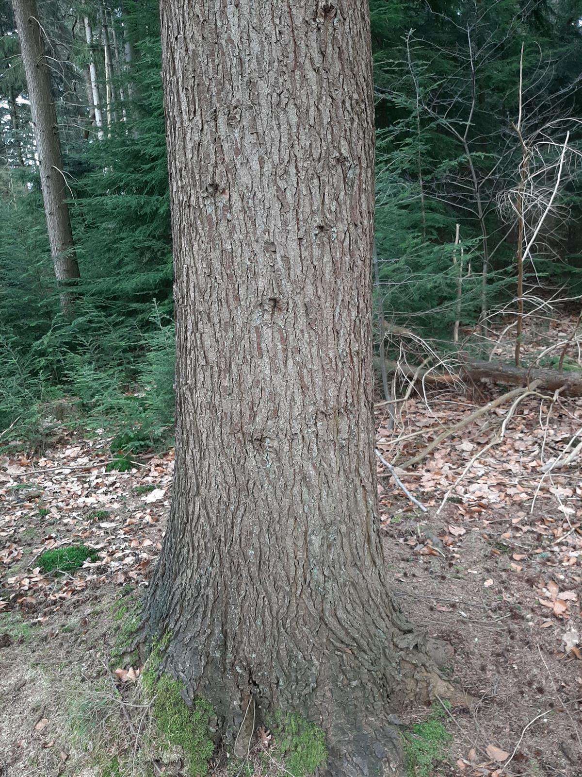 Tsuga heterophylla (door Ruud Beringen)