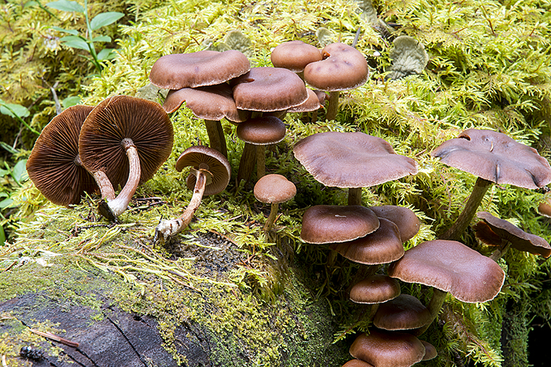 Tubaria confragosa (door Nico Dam)