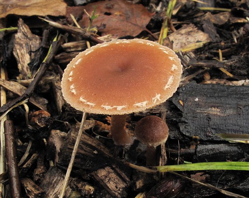 Tubaria furfuracea var. furfuracea (door Eduard Osieck)