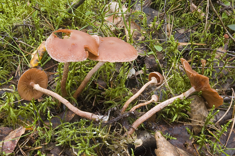 Tubaria confragosa (door Nico Dam)