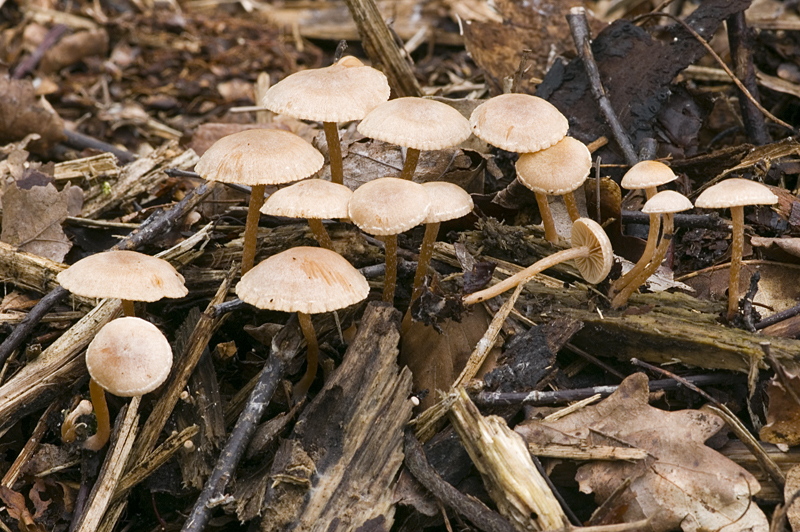 Tubaria conspersa (door Nico Dam)