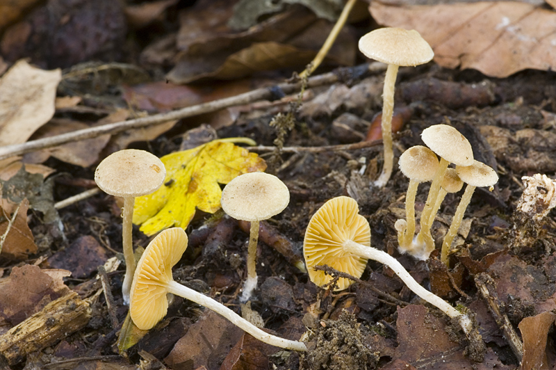 Tubaria dispersa (door Nico Dam)