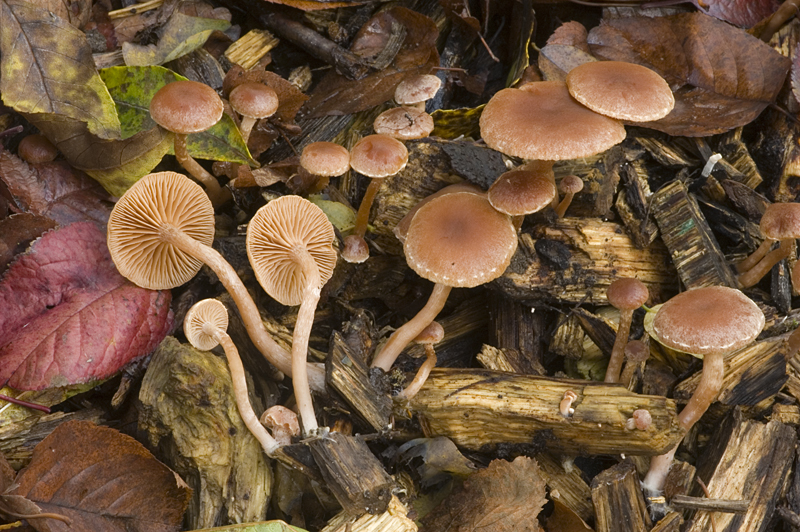 Tubaria furfuracea var. hiemalis (door Nico Dam)