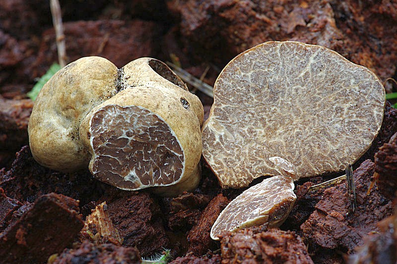 Tuber borchii (door Hans Adema)