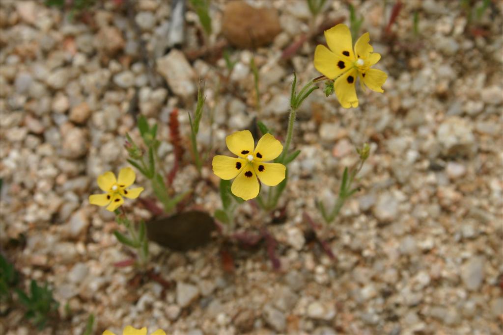 Tuberaria guttata (door Niels Jeurink)