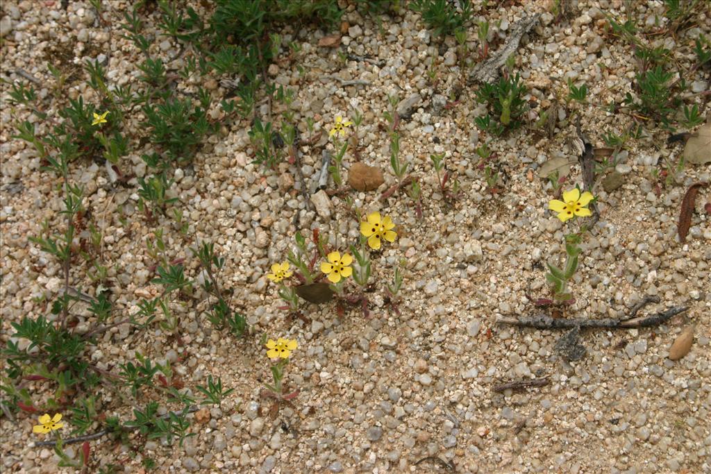 Tuberaria guttata (door Niels Jeurink)