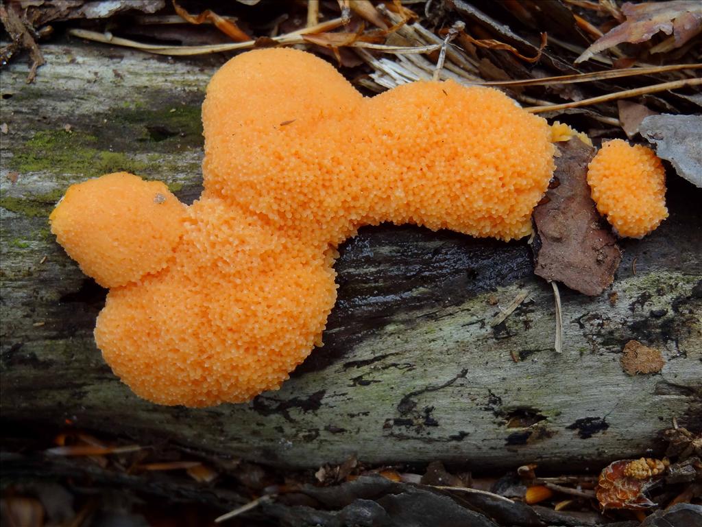 Tubifera arachnoidea (door Jan van Hulst)