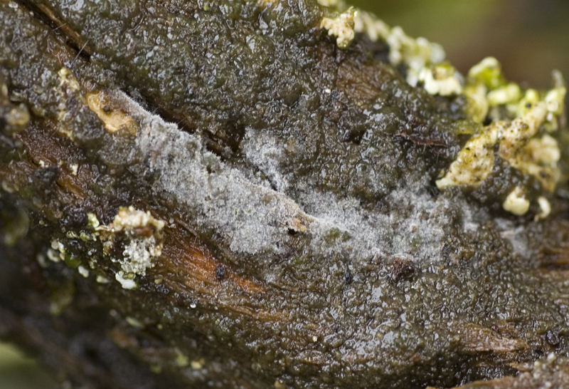 Tubulicrinis accedens (door Nico Dam)