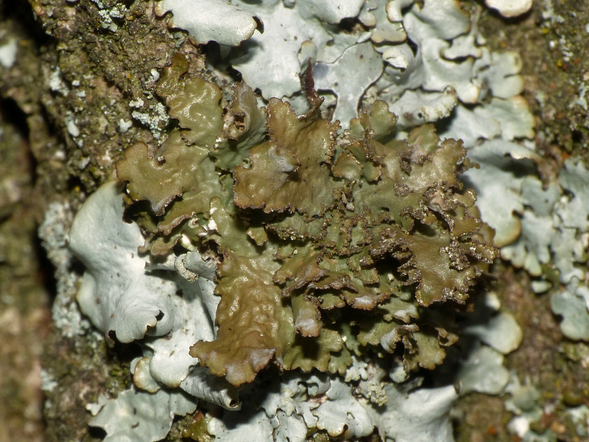Tuckermannopsis chlorophylla (door Henk-Jan van der Kolk)