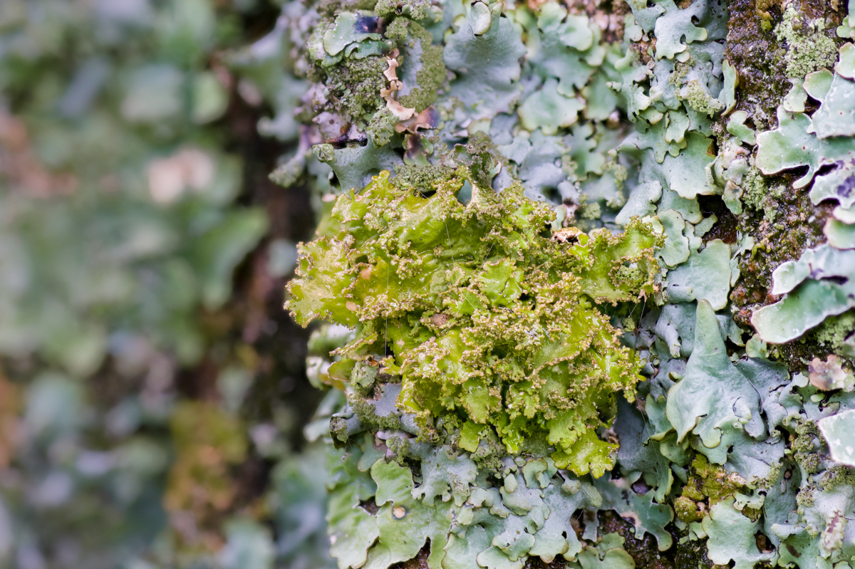 Tuckermannopsis chlorophylla (door Ron Poot)