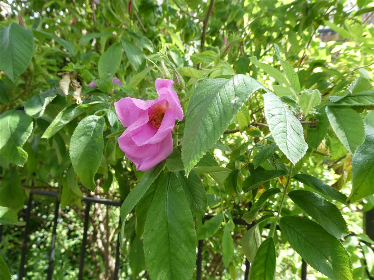 Rosa 'Hollandica' (door Bert Maes)