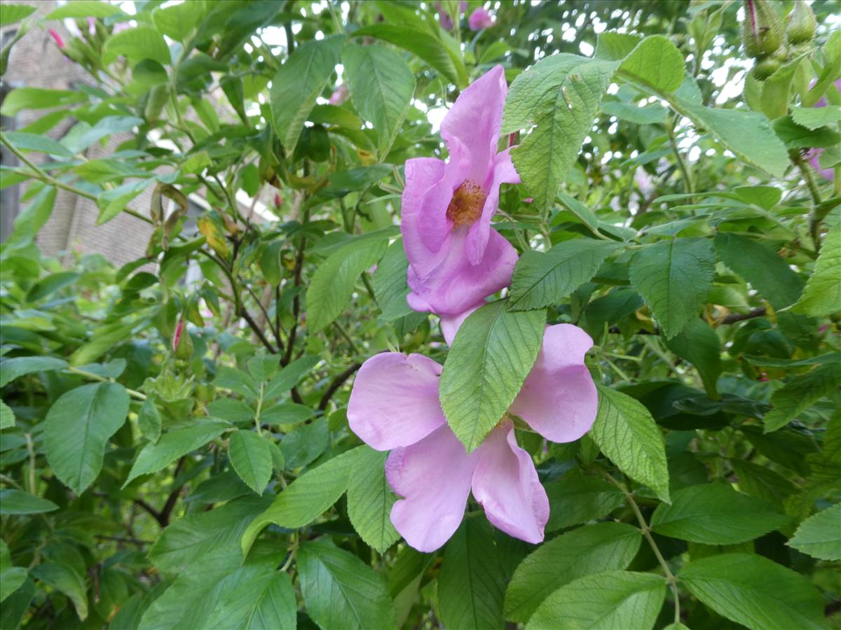 Rosa 'Hollandica' (door Bert Maes)
